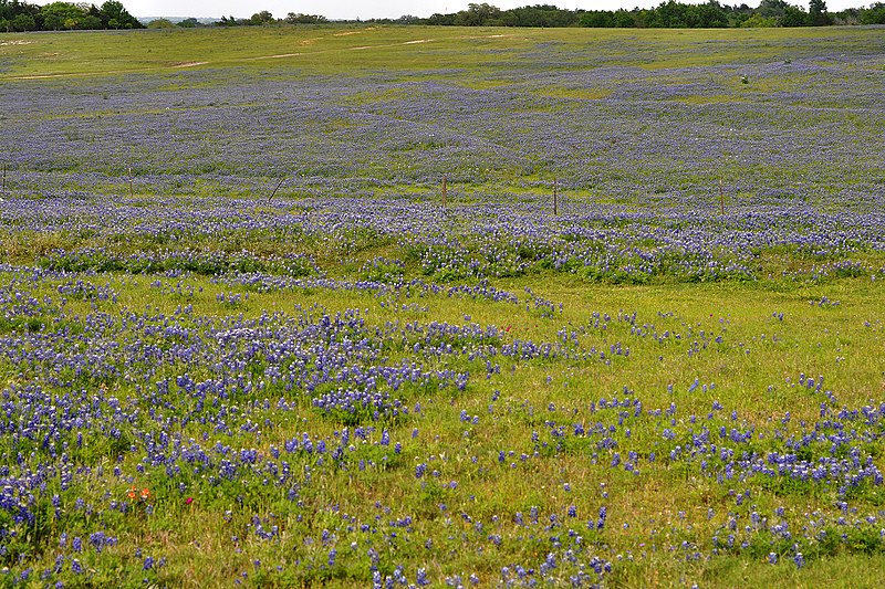 File:Texas bluebonnets (Lupinus texensis) in the Blackland Prairie eco-region. Highway 532 east of Gonzalez, Gonzalez County, Texas, USA (19 April 2014).jpg