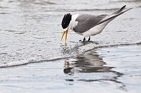 Lesser crested tern standing in shallow water