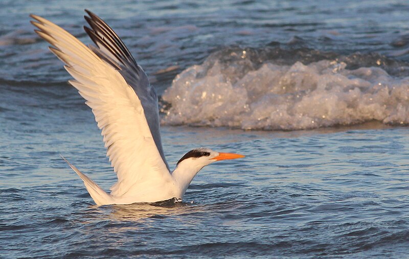 File:Thalasseus maximus (Royal Tern) 55.jpg