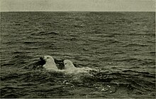 Polar bears swimming near Cape Parry, 1913