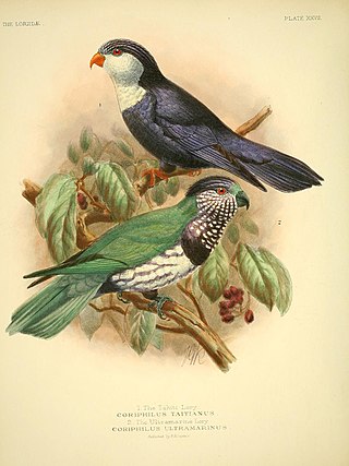 <span class="mw-page-title-main">Ultramarine lorikeet</span> Species of bird