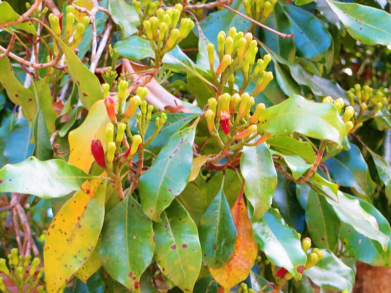 File:The flowers of clove tree in Pemba island.JPG