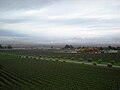 A view of the vineyards from the tasting room balcony.