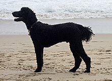 A black poodle on a beach, similar to the one in Kamp's version of a story Theo on the beach (720994349).jpg