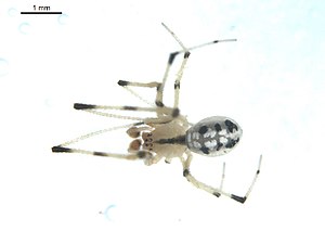 Theridion albidum.jpg