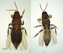Thysanoptera2.jpg