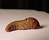 Caterpillar of Papilio glaucus