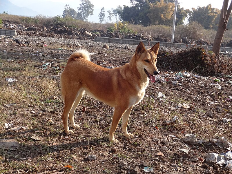 File:Tiny the Adopted Indog Cross.jpg