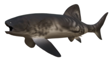 Titanichthys clarkii reconstruction.png