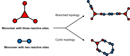 Branched and cyclic topology polymer network formed by monomers with two or three reactive sites. Topological polymer network.png