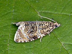 Tortricidae - Celypha (Syricoris) lacunana-002.JPG