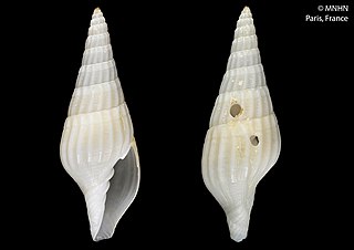 <i>Tosapusia myurella</i> Species of gastropod