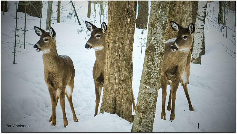 File:Tough season for wildlife in Eastern Canada^^Mt Sutton Quebec Canada - panoramio.jpg