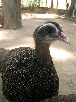 Crested Argus