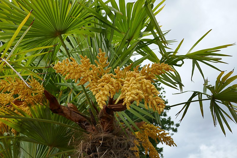 File:Trachycarpus fortunei-Parc du Grand Blottereau (9).jpg