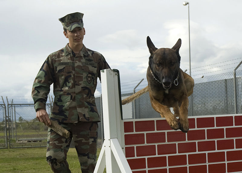 File:Training a dog DVIDS149270.jpg