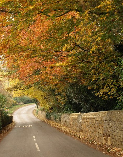 File:Trees in Alkerton - geograph.org.uk - 1566951.jpg