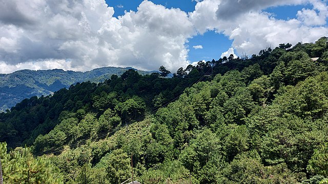 A line of trees in Itogon, Benguet. Benguet, and the Cordillera Mountains in general, serve as the home of the Luzon tropical pine trees. These forests are endangered following mass deforestation to support mining projects, with minimal conservation efforts supported by the government.