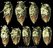 Triamyxa coprolithica Triamyxa coprolithica type specimens.jpg