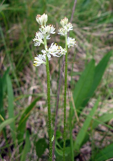 Triantha glutinosa