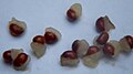 Trillium recurvatum seeds