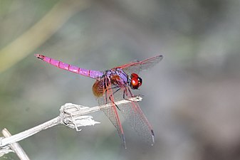 Crimson marsh glider Trithemis aurora male