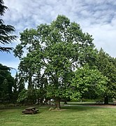 Tulip tree (1961)