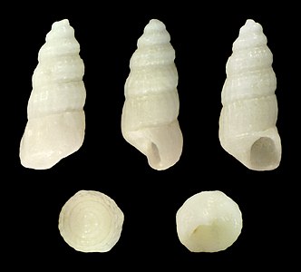 Turbonilla textilis