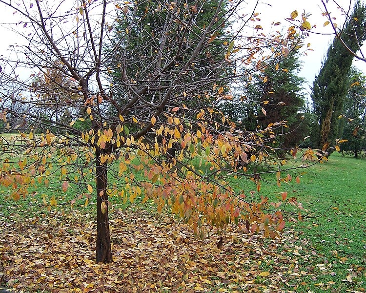 File:Turkey (Istanbul) Falling leaves (30863596786).jpg