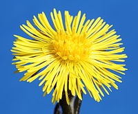 Tussilago farfara-IMG 5999.JPG