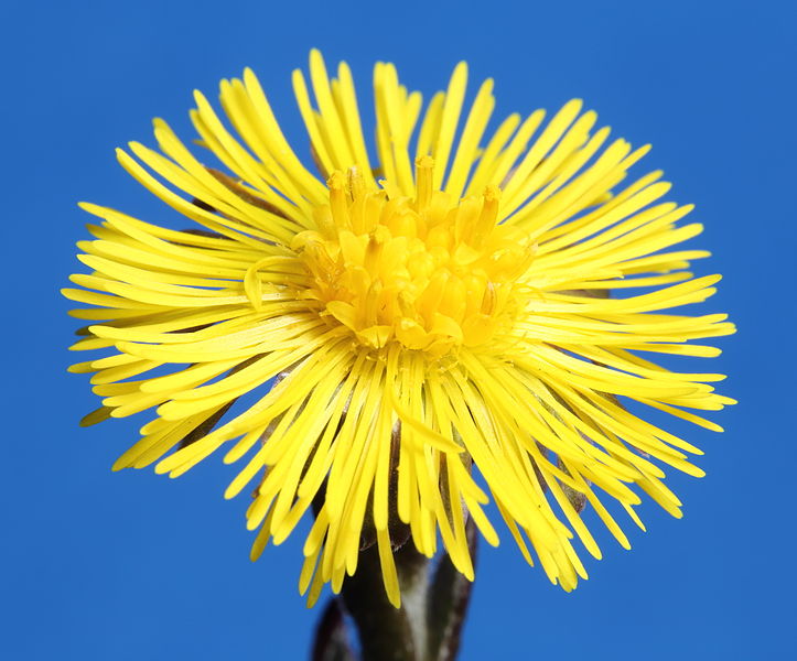 File:Tussilago farfara-IMG 5999.JPG