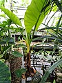 Typhonodorum lindleyanum - Copenhagen Botanical Garden - DSC07966.JPG