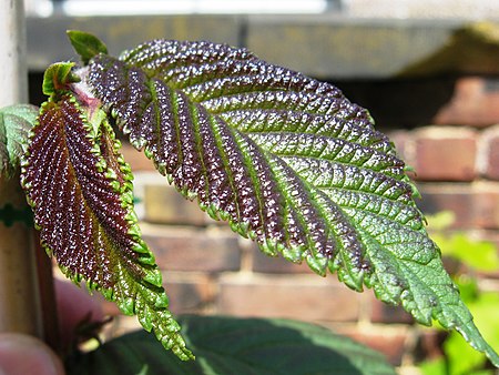 Ulmus uyematsui, emergent leaves.jpg