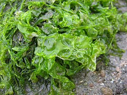Ulva lactuca een groenwier (zeesla)