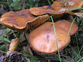 Unbestimmter Pilz 3