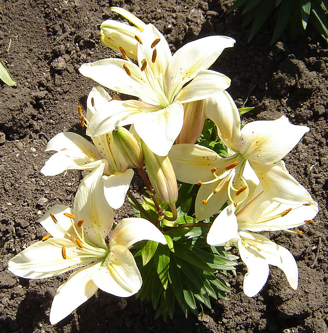 University of Saskatchewan Centennial Lily