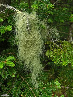 <i>Usnea trichodea</i> Species of lichen