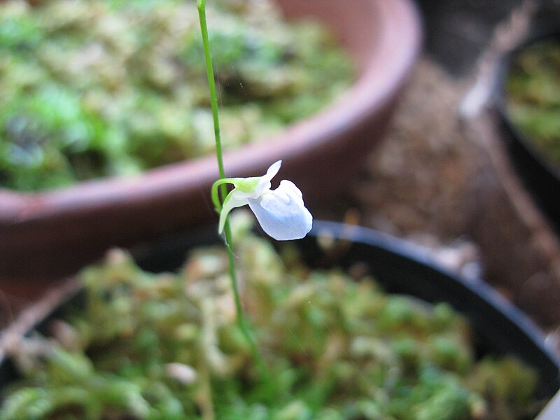 File:Utricularia graminifolia by KENPEI 02.jpg