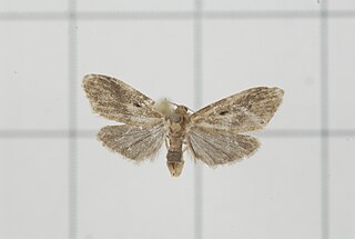 <i>Philenora latifasciata</i> Species of moth