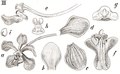 Vanda devoogtii tab 123 fig. III in: Johannes Jacobus Smith: Icones Orchidacearum Malayensium II (1938) (Detail)