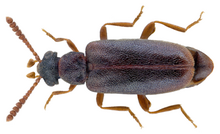 Vanonus brevicornis (Perris, 1869) .png