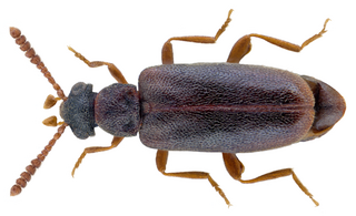 <i>Vanonus</i> Genus of beetles