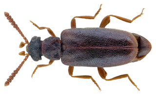 <i>Vanonus</i> genus of insects