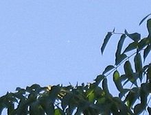 Venus in daylight at 5 p.m. in the southern hemisphere - December 2005 Venus in daylight 2005 12 05.jpg