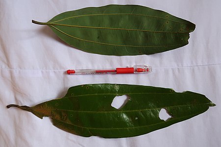 Tập_tin:Vietnam_cinnamon_trees.jpg