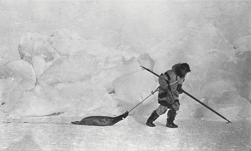 File:Vilhjalmur Stefansson pulling a dead seal near Martin Point (50777).jpg