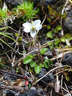 Viola cunninghamii.jpg