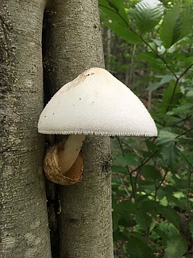 Volvariella bombycina Volva.jpg