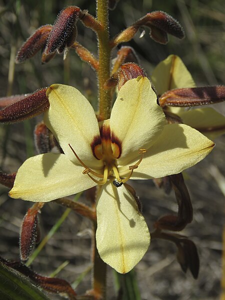 Wachendorfia paniculata flower with style left