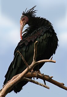 Northern bald ibis An endangered migratory bird found in barren and rocky habitats